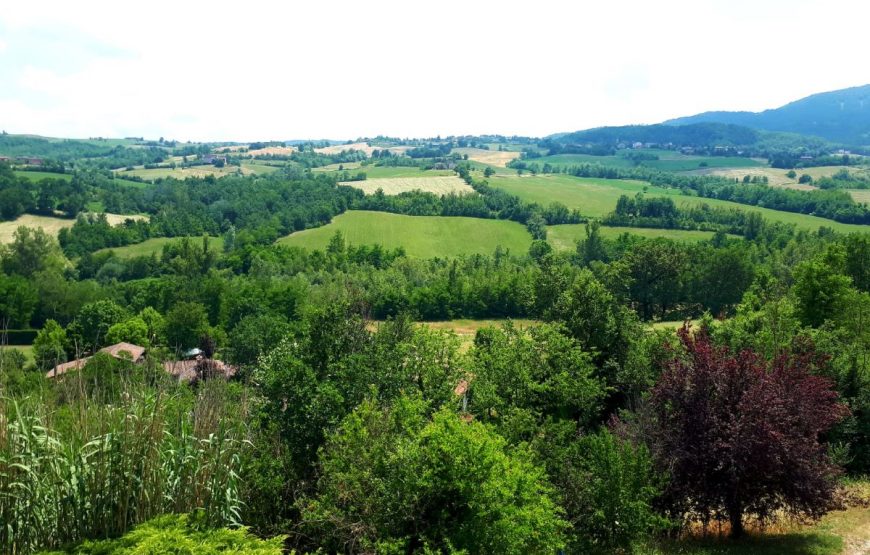 Una passeggiata nel bosco immersi nella natura